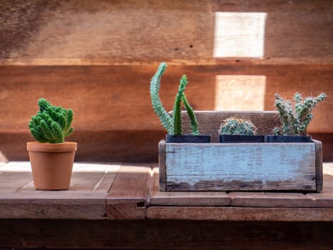 cactus in wooden pots placed on the wooden table