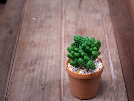 cactus in wooden pots placed on the wooden table