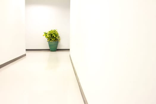 green garden plant indoor outdoor