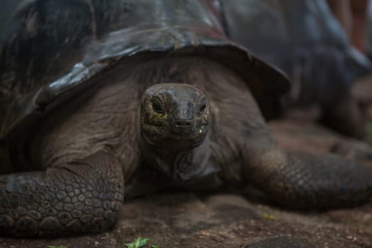 One Giant Turtle on Seychelles, Indian Ocean
