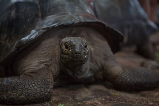 One Giant Turtle on Seychelles, Indian Ocean