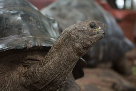 One Giant Turtle on Seychelles, Indian Ocean