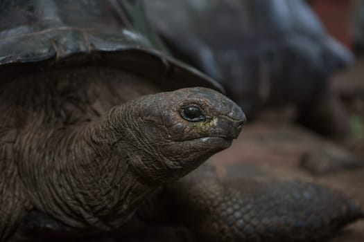 One Giant Turtle on Seychelles, Indian Ocean
