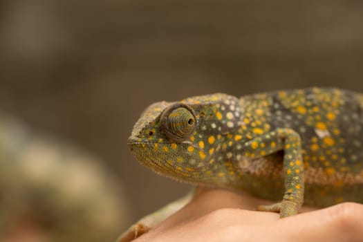 A chameleon at the zoo on the island of Zanzibar, Africa.