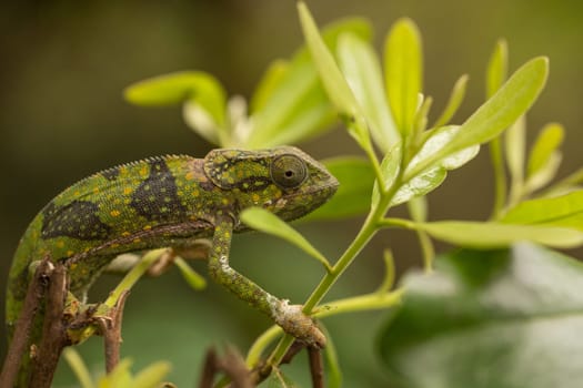 A chameleon at the zoo on the island of Zanzibar, Africa.