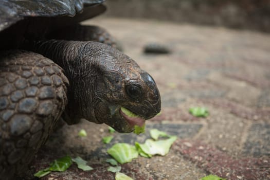 One Giant Turtle on Seychelles, Indian Ocean