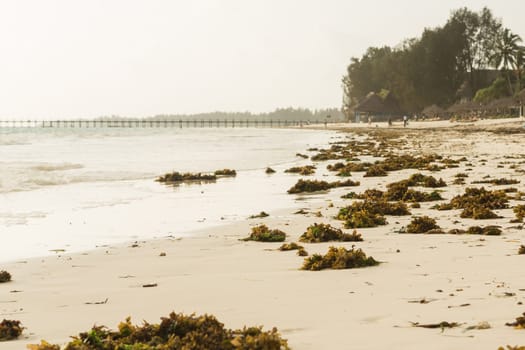 green seaweed on a beach and sea