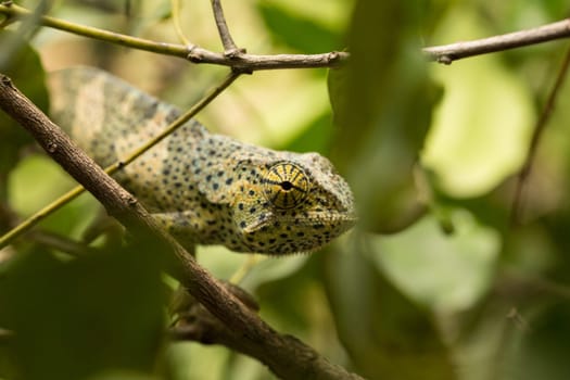 A chameleon at the zoo on the island of Zanzibar, Africa.