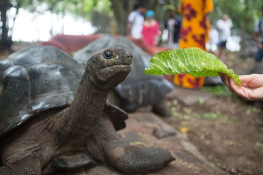 One Giant Turtle on Seychelles, Indian Ocean