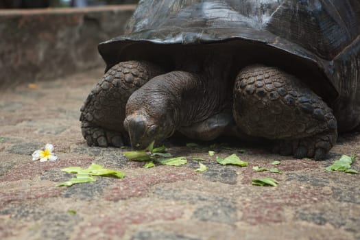 One Giant Turtle on Seychelles, Indian Ocean