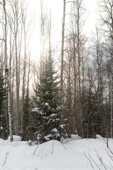 Spruce in the winter forest in a snowfall, Siberia, Russia.