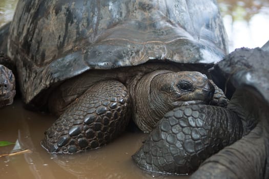 One Giant Turtle on Seychelles, Indian Ocean
