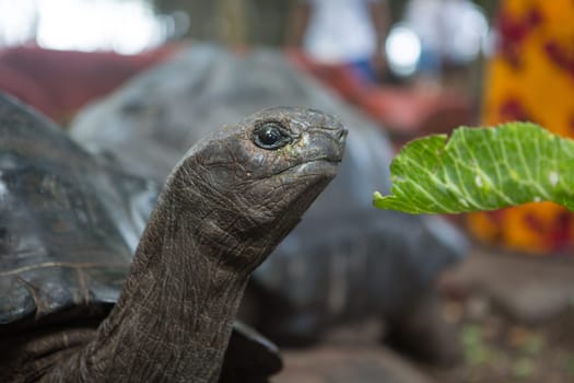 One Giant Turtle on Seychelles, Indian Ocean