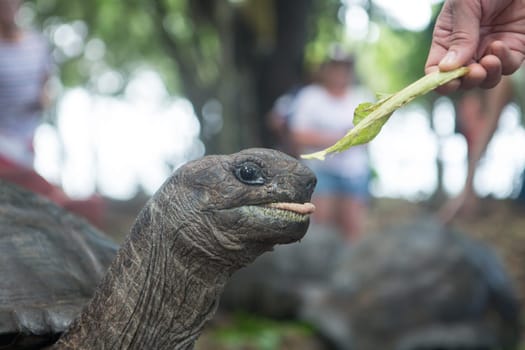One Giant Turtle on Seychelles, Indian Ocean