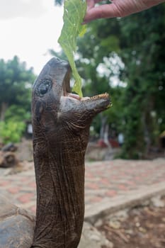 One Giant Turtle on Seychelles, Indian Ocean