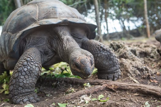 One Giant Turtle on Seychelles, Indian Ocean