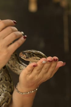 a small python sits on the hand.