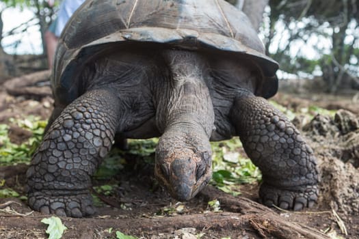 One Giant Turtle on Seychelles, Indian Ocean