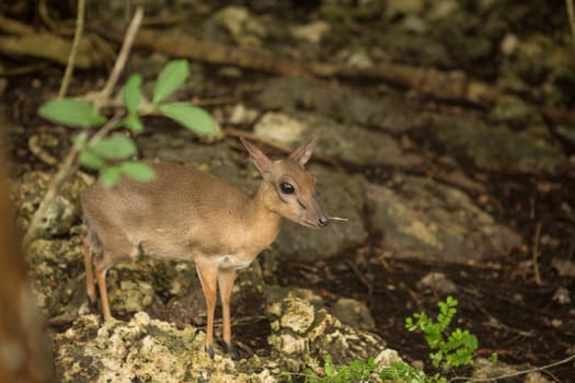 Skittish miniature antelopes at the Zanzibar Zoo, Africa.
