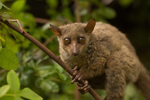 Northern Greater Galago, on a branch during the daytime.