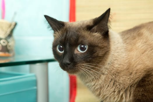 cute blue-eyed siamese cat sitting on chair.