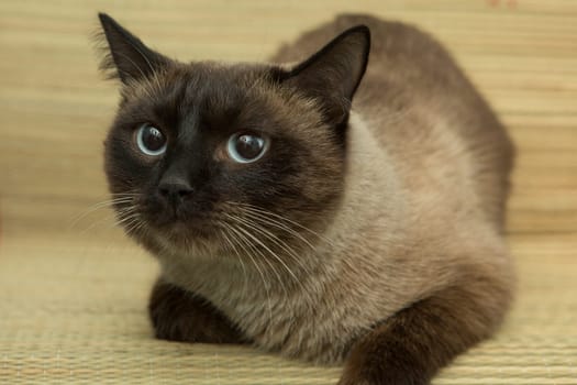cute blue-eyed siamese cat sitting on chair.