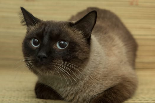 cute blue-eyed siamese cat sitting on chair.