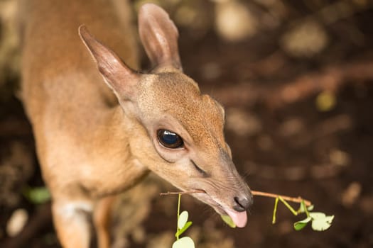 Skittish miniature antelopes at the Zanzibar Zoo, Africa.
