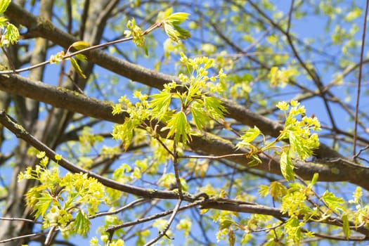 Close up of flowers and young leaves of the maple tree on blue sky background