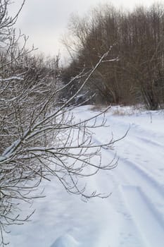 Winter landscape with snowy road in the forest, vertical image