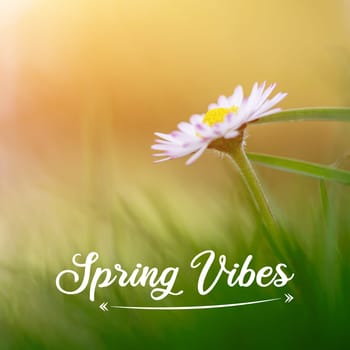 Close up picture of daisy blossom in spring, Text “Spring Vibes”
