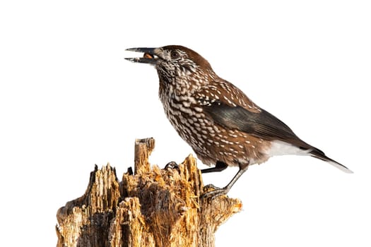 Wild spotted nutcracker, nucifraga caryocatactes, sitting on stump illuminated by sun cut out on blank. Bird feeding with seed isolated on white background from side view.