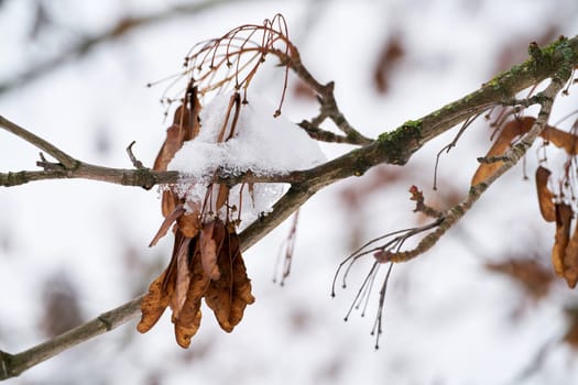 Seeds of a sycamore maple (Acer pseudoplatanus) in the forest in winter
