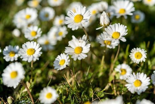 Abstract pattern of beautiful wild daisy (white flower), use for backdrop or background in natural environment and concept.