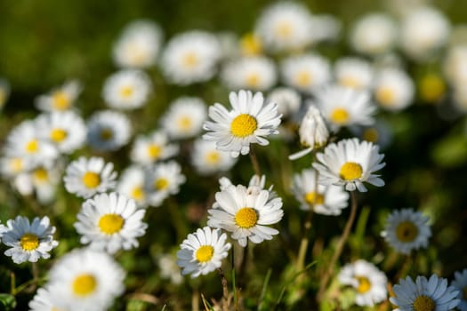Abstract pattern of beautiful wild daisy (white flower), use for backdrop or background in natural environment and concept.