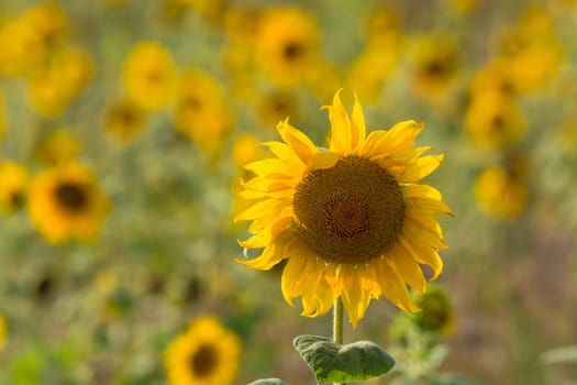 Sunflower field up to the horizon in southern France