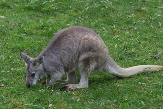 Kangaroo. Brown kangaroo in the wild. Concept Wildlife in Australia