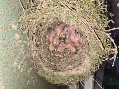 The common blackbird Turdus merula blue colored eggs in a nest. Close-up of four blue eggs in a nest. of the black bird, also known as Eurasian blackbird in Spain.