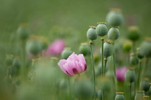 blue poppy on a meadow