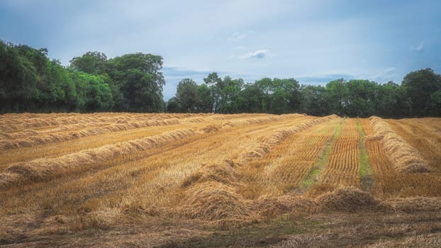 Golden rows of cut wheat on a field after harvest with green trees and blue sky in background, Ireland. Classical soft focus image technique