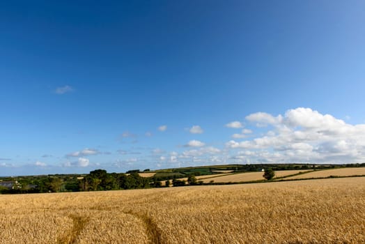 landscape with glades of ripe grain cultivation in hilly country, shot in summer bright light.
