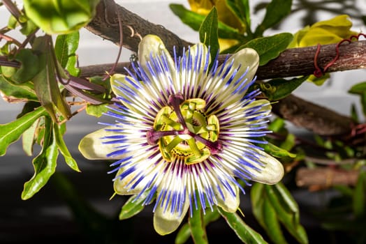 Detail of a blooming passion flower between branches and leaves