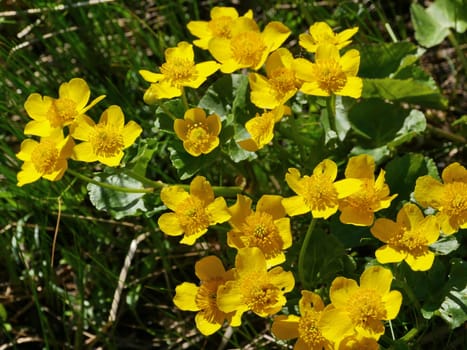 spring primroses marsh marigold or caltha, bright yellow flowers with stamens close-up
