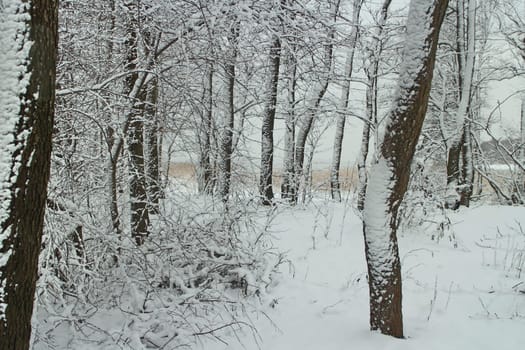 Winter landscape, the forest after a snowfall is all covered with snow, even the trunks of trees, in the distance a lake in white mist