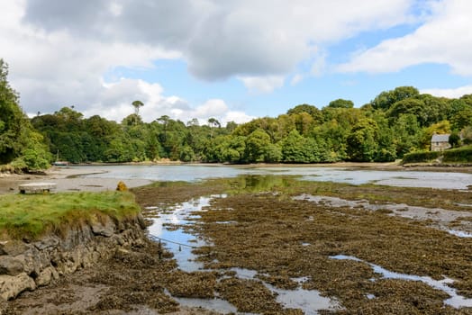 landscape of the river that forms a fiord in lush Cornwall countryside, shot at lowtide.