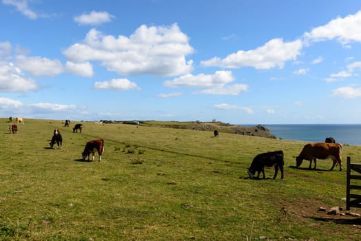 landscape with some cows pasturing in a field near the coastline with cliffs and rocks of touristic location in Cornwall .