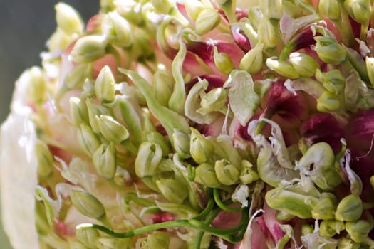 Macro of a garlic scape flower head opening up.