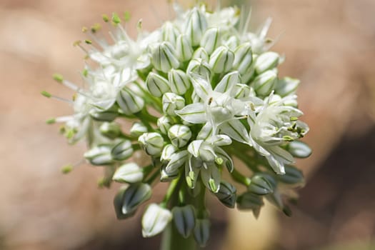 Macro of onion head flowers and buds.