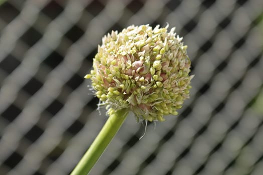 A garlic blossom head infront of a blurred lattice fence.