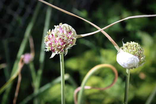 Papery covering split and reveal a cluster of buds on a garlic scape.